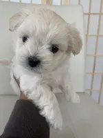 Wyatt, a male Bichon Frise and Maltipoo for sale in Crown Point, IN – Photo 5 of 8