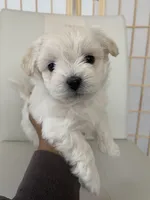 Wyatt, a male Bichon Frise and Maltipoo for sale in Crown Point, IN – Photo 2 of 8