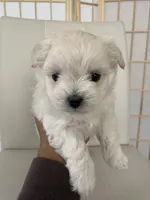 Wyatt, a male Bichon Frise and Maltipoo for sale in Crown Point, IN – Photo 8 of 8