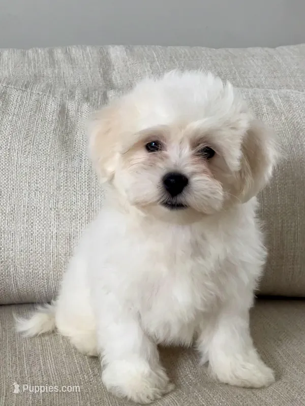 Wyatt – Bichon Frise, Maltipoo puppy for sale in Chicago, IL