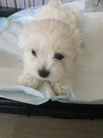 Wyatt, a male Bichon Frise and Maltipoo for sale in Indianapolis, IN – Photo 2 of 2