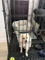 Sunny , a male Pomeranian for sale in Sacramento, CA – 5 of 6