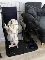 Sunny , a male Pomeranian for sale in Sacramento, CA – 3 of 6
