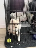 Sunny , a male Pomeranian for sale in Sacramento, CA – 2 of 6