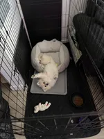 Sunny , a male Pomeranian for sale in Sacramento, CA – 4 of 6