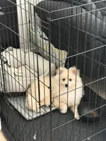 Sunny , a male Pomeranian for sale in Sacramento, CA – 1 of 6