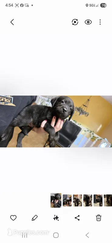RUNT, a male Australian Cattle Dog and Labrador Retriever for sale in Glendale, AZ – 1 of 1