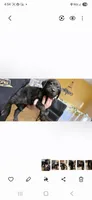 RUNT, a male Australian Cattle Dog and Labrador Retriever for sale in Glendale, AZ – 1 of 1