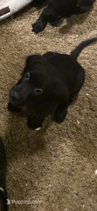 Ol SOLO does his thing.  – Australian Shepherd, Labrador Retriever puppy for sale in Glendale, AZ