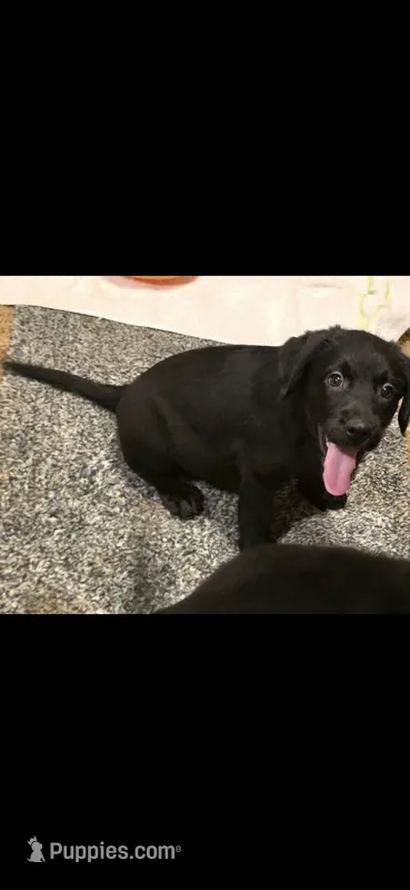 Not so much a RUNT – Australian Shepherd, Labrador Retriever puppy for sale in Glendale, AZ