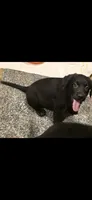 Not so much a RUNT, a male Australian Shepherd and Labrador Retriever for sale in Glendale, AZ – 1 of 5