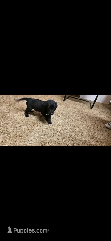 Solo  – Australian Cattle Dog, Labrador Retriever puppy for sale in Glendale, AZ