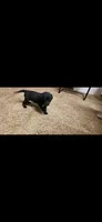 Solo , a male Australian Cattle Dog and Labrador Retriever for sale in Glendale, AZ – 1 of 3