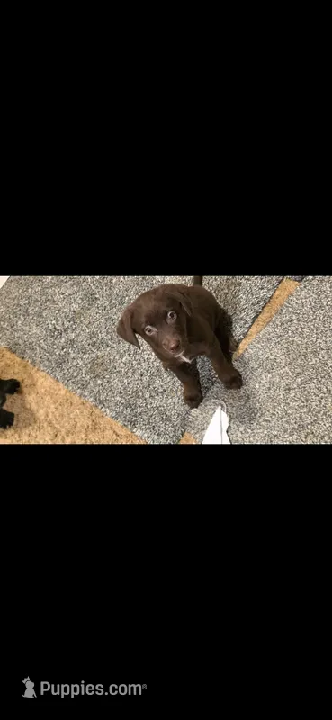 Twix is loving and chill – Australian Shepherd, Labrador Retriever puppy for sale in Glendale, AZ