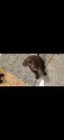 Twix is loving and chill, a female Australian Shepherd and Labrador Retriever for sale in Glendale, AZ – 1 of 6