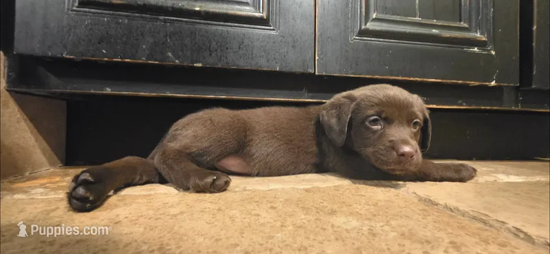 RUBY the leader of the pack – Australian Shepherd, Labrador Retriever puppy for sale in Glendale, AZ