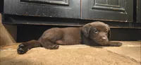 RUBY the leader of the pack, a female Australian Shepherd and Labrador Retriever for sale in Glendale, AZ – 1 of 4