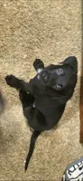 Not so much a RUNT, a male Australian Shepherd and Labrador Retriever for sale in Glendale, AZ – 5 of 5