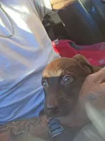 Twix is loving and chill, a female Australian Shepherd and Labrador Retriever for sale in Glendale, AZ – 2 of 6