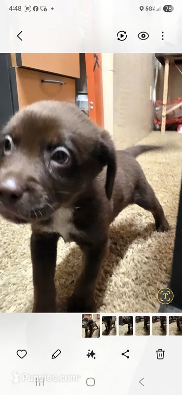 TRUCK brown male – Australian Cattle Dog, Labrador Retriever puppy for sale in Glendale, AZ