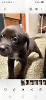 TRUCK brown male, a male Australian Cattle Dog and Labrador Retriever for sale in Glendale, AZ – 1 of 2