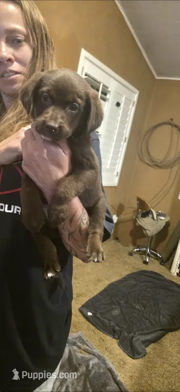 Twix – Australian Cattle Dog, Labrador Retriever puppy for sale in Glendale, AZ