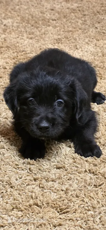 SCRIM. (long haired) – Australian Cattle Dog, Labrador Retriever puppy for sale in Glendale, AZ