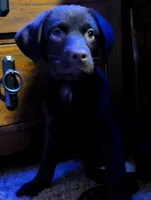 RUBY the leader of the pack, a female Australian Shepherd and Labrador Retriever for sale in Glendale, AZ – 4 of 4
