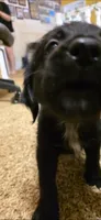 Solo , a male Australian Cattle Dog and Labrador Retriever for sale in Glendale, AZ – 3 of 3