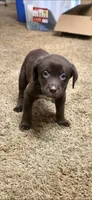TRUCK brown male, a male Australian Cattle Dog and Labrador Retriever for sale in Glendale, AZ – 2 of 2