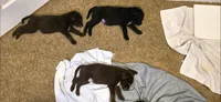 RUNT, a male Australian Shepherd and Labrador Retriever for sale in Glendale, AZ – 3 of 3