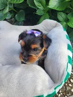Photo of Princess Rapunzel (Lavender)
