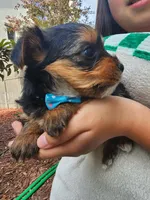 Prince Pretzel, a male Yorkshire Terrier for sale in Sacramento, CA – Photo 2 of 2