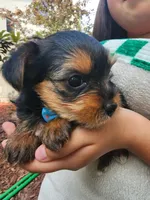Prince Pretzel, a male Yorkshire Terrier for sale in Sacramento, CA – Photo 1 of 2