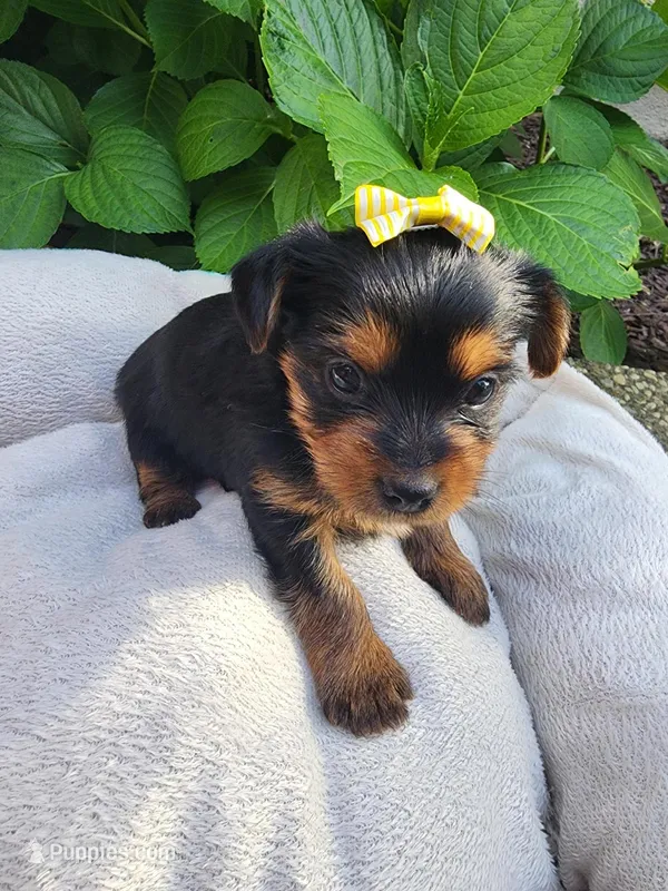 Princess Belle (Yellow Bow) – Yorkshire Terrier puppy for sale in Sacramento, CA