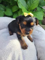 Photo of Princess Belle (Yellow Bow)