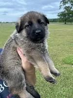 Purple Female , a female German Shepherd Dog for sale in Honea Path, SC – Photo 2 of 2