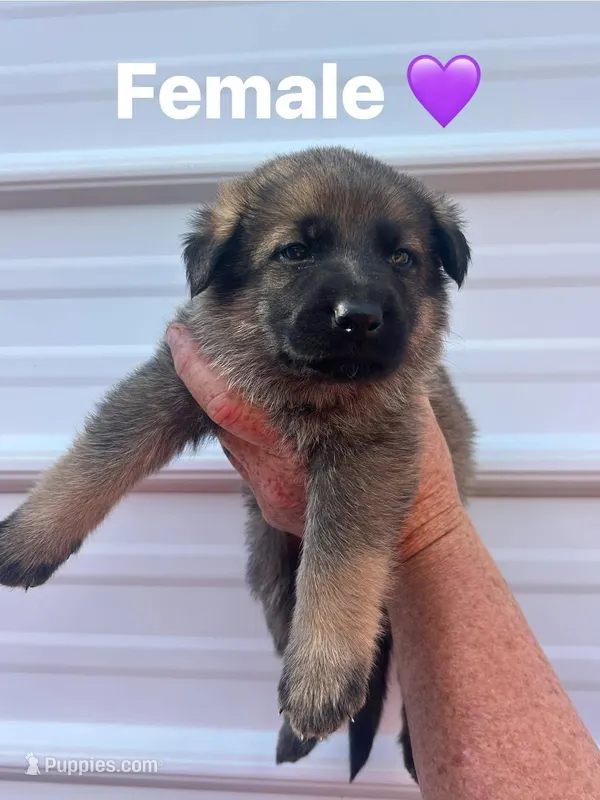 Purple Female  – German Shepherd Dog puppy for sale in Honea Path, SC