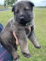 Green Male , a male German Shepherd Dog for sale in Honea Path, SC – Photo 2 of 2