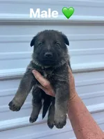 Green Male , a male German Shepherd Dog for sale in Honea Path, SC – Photo 1 of 2