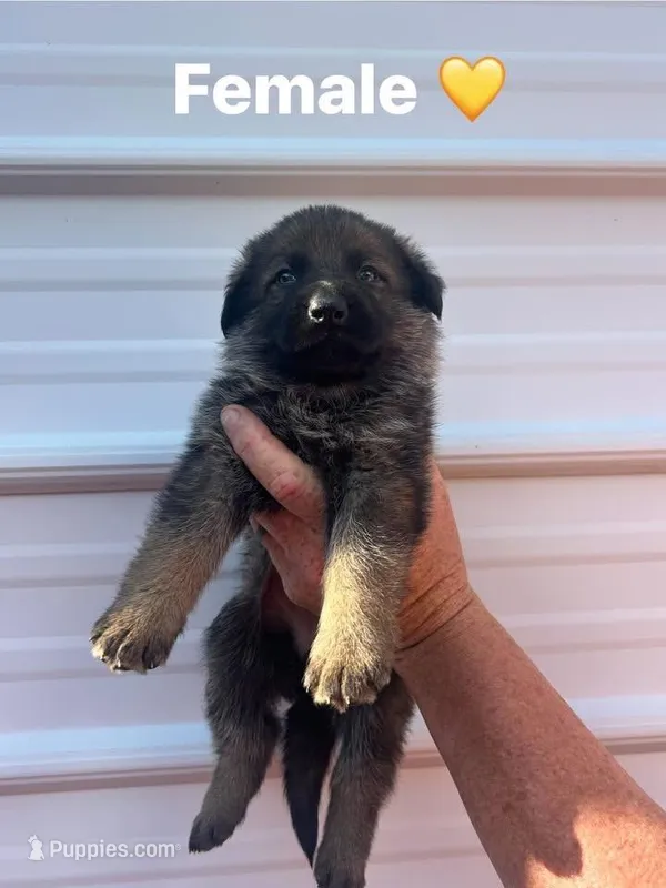 Yellow Female – German Shepherd Dog puppy for sale in Honea Path, SC