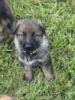Yellow Female, a female German Shepherd Dog for sale in Honea Path, SC – Photo 2 of 2