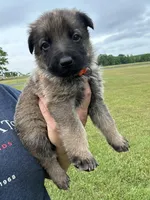 Orange male , a male German Shepherd Dog for sale in Honea Path, SC – Photo 2 of 3