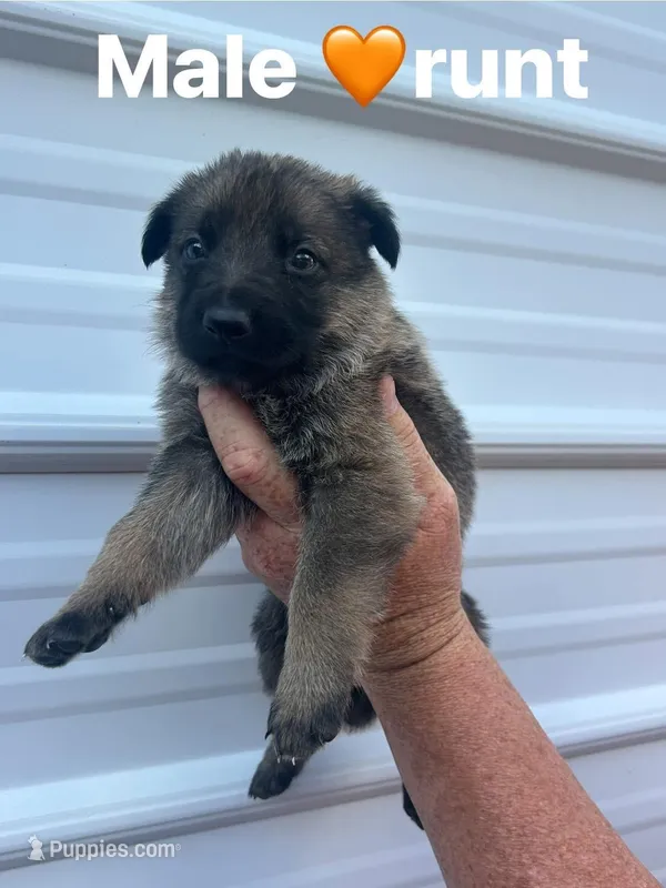 Orange male  – German Shepherd Dog puppy for sale in Honea Path, SC