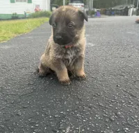 Orange male , a male German Shepherd Dog for sale in Honea Path, SC – Photo 3 of 3