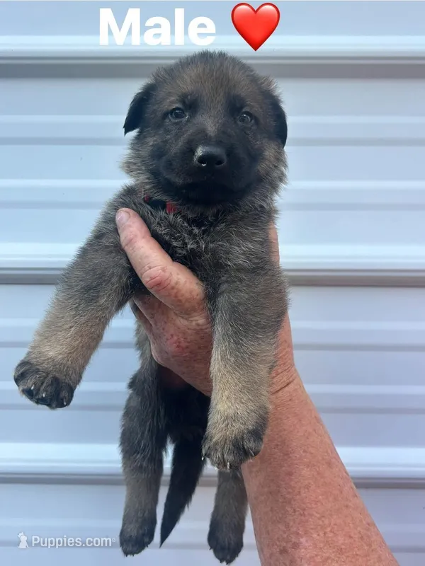 Red BOY – German Shepherd Dog puppy for sale in Honea Path, SC