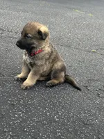 Red BOY, a male German Shepherd Dog for sale in Honea Path, SC – 3 of 3