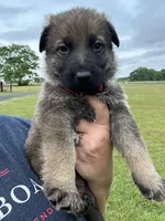Red BOY, a male German Shepherd Dog for sale in Honea Path, SC – 2 of 3