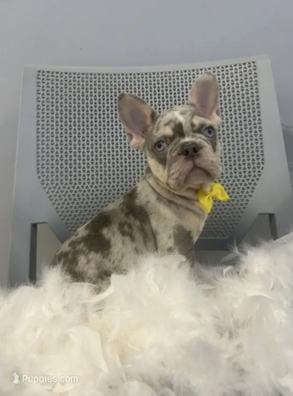 Bruno – French Bulldog puppy for sale in Providence, RI