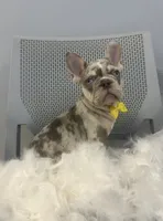 Bruno, a male French Bulldog for sale in Providence, RI – 1 of 6